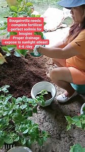 75K views · 660 reactions | Care and growing Tips for bougainvilla flowering plants.. #bougainvillea #bougainvillealovers #plantsmakepeoplehappy #plantcaretips #fbreelsfypシ゚ #everyone @followers | Flora Ronquillo Taberna | Facebook