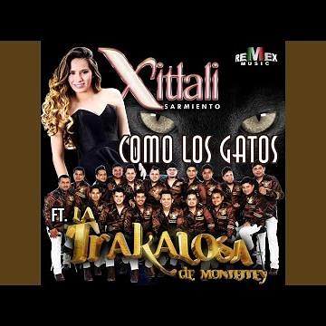 Como los Gatos