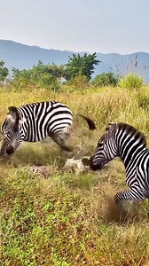 1.7M views · 6K reactions | Ohh    #wildlife #safari #animals | Fun Time | Facebook