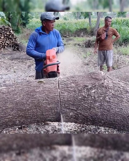 2.8K views · 16 reactions | #TreeCutting #TreeFelling #WoodCutting #TimberWork #ChainsawWork #ForestWorker #TreeRemoval #LumberjackLife #WoodChopping #HeavyCutting #TreeWorkVideos #CuttingSkills #TimberTech #NatureWork #ForestCutting | Nature’s Barber | Facebook