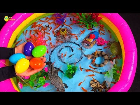 Amazing catch Colorful surprise eggs, crayfish, koi, angelfish, betta fish, goldfish, glofish tetra