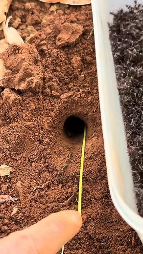 21K views · 37 reactions | Skills black ants VS Alien centipede #usareels #viralchallenge #unitedkingdom #newyork #UnitedStates #usareel | Re Chizin | Facebook