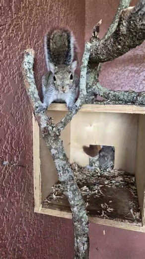 Squirrels vs Rats!!? why do some people like Squirrels and don't like rats? #cute #subscribe