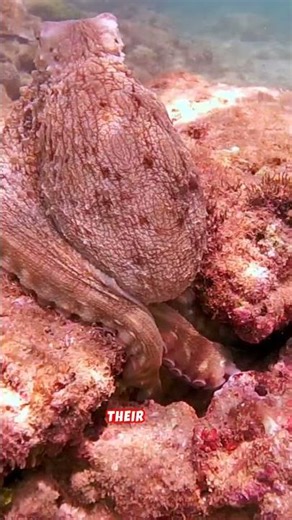 Octopuses Use Math to Vanish in Seconds 🤯🐙 #shorts #math #octopus