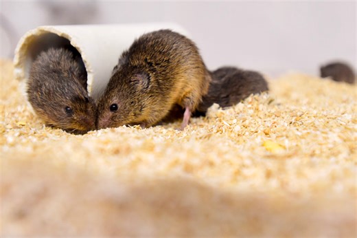 Brain gene expression syncs between bonded prairie voles