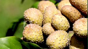 Thai inedible brown spiky tree fruit blowing in the breeze in Northern Thailand