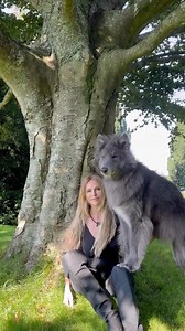 113K views · 10K reactions | Under our favourite tree  some trees are just magical and this tree certainly is.  #wolf #wolfdog #magicaltree #beechtree #naturelovers #bluewolf #magicalcreature #mybluewolf #naturephotography | Anneka Svenska | Facebook