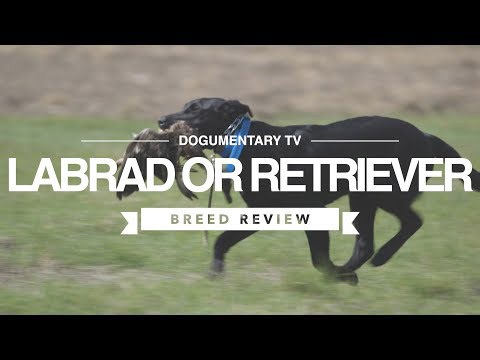 LABRADOR RETRIEVER BREED REVIEW