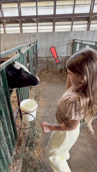 ‼️Wowie … Cowie 🐮
