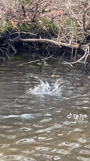 Trout Eating Nymphs: A Fun Fly Fishing Adventure