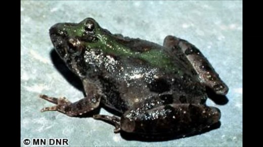 1.7K views · 45 reactions | “The Blanchard’s cricket frog is one of...