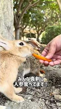 大久野島でうさぎに癒された🐇