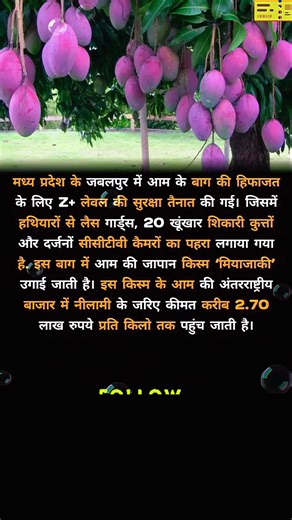 Duniya ka Sabse Mehenga Aam! 🥭 #MiyazakiMango #ViralFacts #Shorts