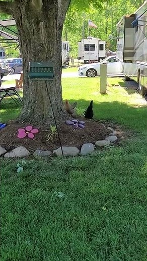 Have fun at Creekwood Farm RV park in Maggie Valley
