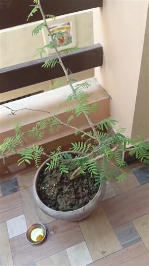 🌿🙏🔱समी के पौधे से सारे वास्तु दोष खत्म हो जाते हैं 🕉️💐 #upay#pradeepmishrajikeupay🌹🔱