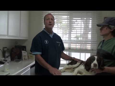 Swollen Leg Due to Sting or Bug Bite