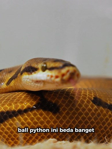 JANGAN BELI BALL PYTHON DULU ! Ini yang wajib kamu tahu sebelum pelihara ball python.. full video ada di youtube kami : https://youtu.be/0G4TnUvgvP4 #ballpythonbreeder #ballpythonindonesia #ballpython #ballpythonsurabaya