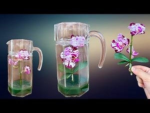 🌺How to propagate orchids in a glass jar! Unique, simple and effective.