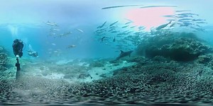 396K views · 6.1K shares | Swim with a hunting dolphin on the Great Barrier Reef, in this 360-degree video, produced by Seaview 360. | The Ocean Agency | Facebook