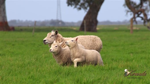 💥 100% Ewe Efficiency 🐑 Kiranda Maternal ewe with thumping twin lambs at 6-8 weeks old. Together, these lambs already total close to her full body weight of 65-75kg - as a purebred. 📊 Industry data shows averages for composite ewe flocks at 57% ewe efficiency (typical range: 40% to 70%). 📈 Kiranda Maternal ewes 3yr average is 100% ewe efficiency. 💪 That's 100% of their body weight in Kg of lamb weaned @ 100 days. As a pure-bred lamb with zero hybrid vigour!! That’s real performance, not pot