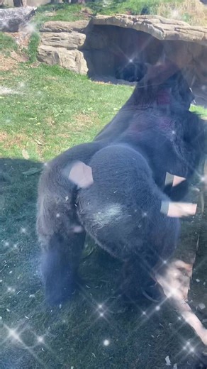 Exciting Zoo Adventures in San Antonio