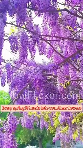 🌟Add a Touch of Enchantment with Wisteria! 🌸 Stunning, fragrant blooms that create a dreamy garden setting. #EnchantingWisteria #GrowFlicker #GardenDreams #FloralFantasy #ClimbingCharm #OutdoorBeauty | Grow flicker7