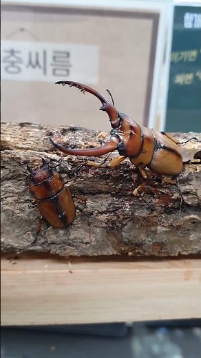 Two-spotted stag beetles are available for adoption in pairs~!!! Raise these beautiful two-spotte...