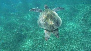 Sea Turtle swimming in a clear bay - Free Stock Video