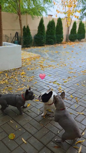 1.3K views · 30 reactions | Cleo, Diego si Hecty - Love4Pets | Love4Pets - Pensiune canina Bucuresti/ Cazare caini/ Pet Sitter | Facebook