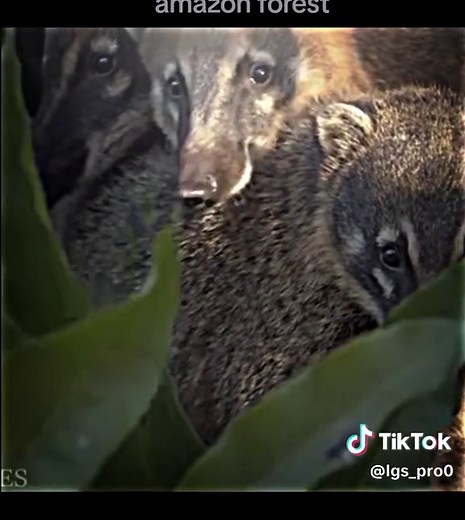 Keindahan Hutan Amazon: Flora dan Fauna Menakjubkan