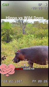 Hippo vs Wild Dogs #followers | Oriogu Chibuisi Christian