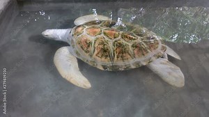 White albino turtle swims in the pool. Sea Turtle Rescue Center. Turtle farm in Sri Lanka