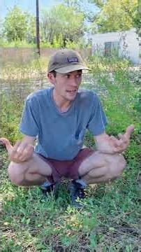 The Texas Groundcover That Never Quits