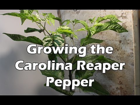 Growing the Carolina Reaper Pepper Plant