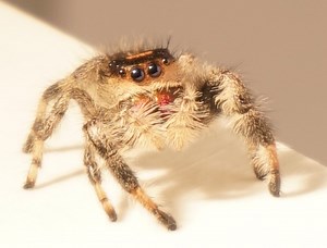 Scientists taught a spider to jump on command