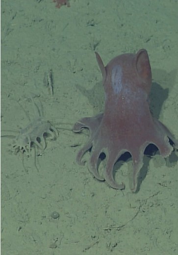 Dumbo (Grimpoteuthis) Octopus and Sea Pig on the Deep Seafloor