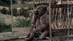 Simbad e o Olho do Tigre 1977 Dublado FHxHD