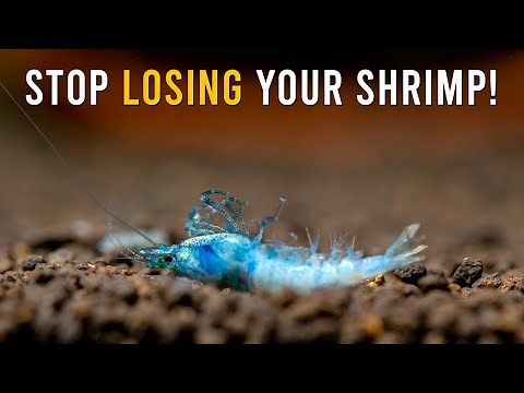 8 SHOCKING Reasons Why Your Shrimp Are Dying!