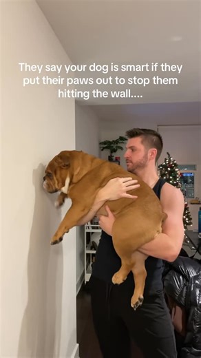 English Bulldogs on Instagram: "So eric is slow but gets there in the end? . TAG a friend who love English Bulldogs🐕 . Follow👉 @english.bulldogs.world Credit👉 @eric_the_bully . __________________________________________________ 📸: No copyright infringement intended. All credit to the Respected Owner.(Please DM us I will give you credit or remove if you want) __________________________________________________ . . #englishbulldog #englishbulldogpuppy #englishbulldogs #englishbulldoglover #engl