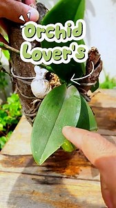 Routine Orchid Care Tips: The Secret to Shiny Leaves and Healthy Plants. Don't let your orchid leaves get dull and dusty! Clean leaves help maximize photosynthesis, resulting in faster flowering. Learn how to clean them properly in this video. 🌸✨ #Orchid #OrchidLovers #OrchidCare #PlantTips #HomeGardening #OrnamentalPlants #IndonesianOrchids #GardeningTips #PlantCare #OrchidLovers | Orchid Care & Education