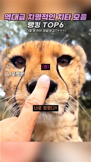 역대급 치명적인 치타 모음 랭킹 TOP6