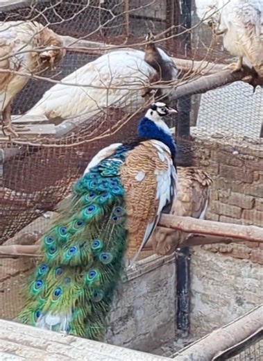 Peacocks Preening in the Sunlight After Winter