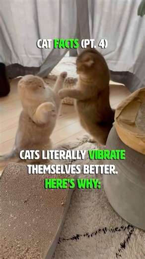 I Bet You Didn’t Know About These Cat Facts (Pt. 4) #cat #shorts
