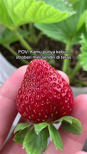 Creating Your Mini Strawberry Garden at Home