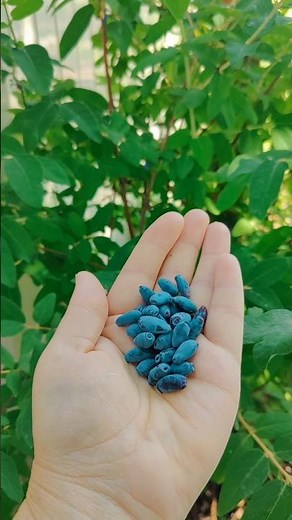 Honey Berries in season!