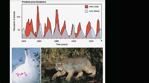 Predator-prey population cycles