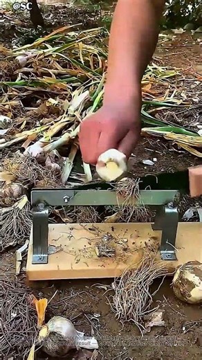 Mini Chopper Slices Garlic Effortlessly 🧄⚡ #shorts #satisfying #diytool