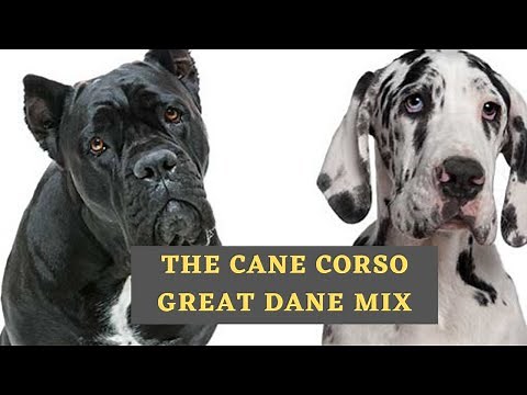 All About The Cane Corso Great Dane Mix (Italian Daniff)