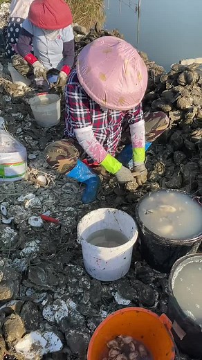 Cleaning Oysters: A Step-by-Step Guide