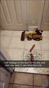 I Put Hotdogs On The Floor For Ants And THIS Happened!